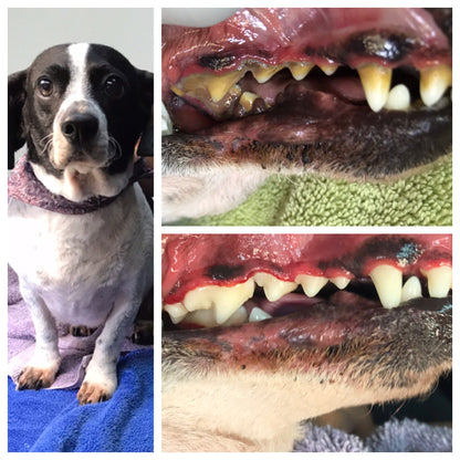 BeutraPaw™ Miracle Dental Powder