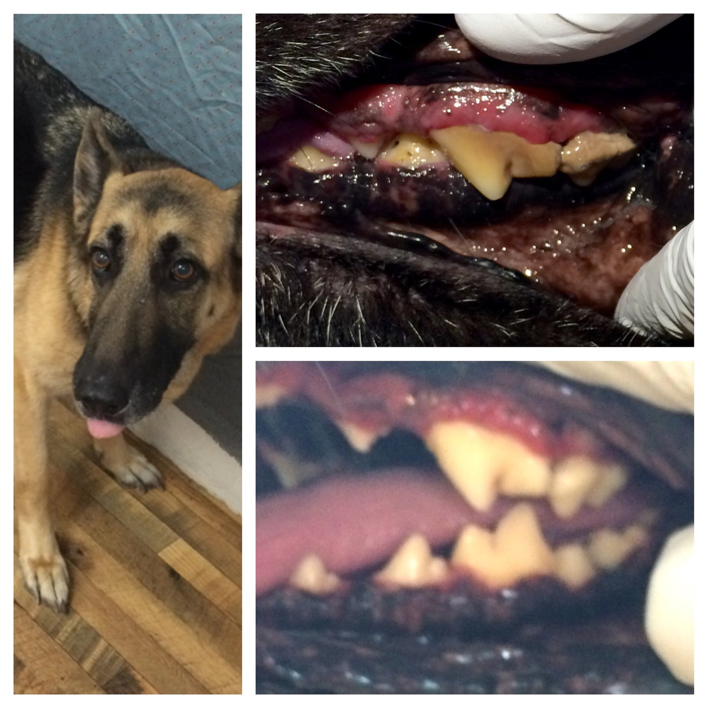 BeutraPaw™ Miracle Dental Powder