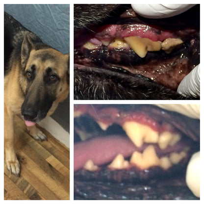 BeutraPaw™ Miracle Dental Powder